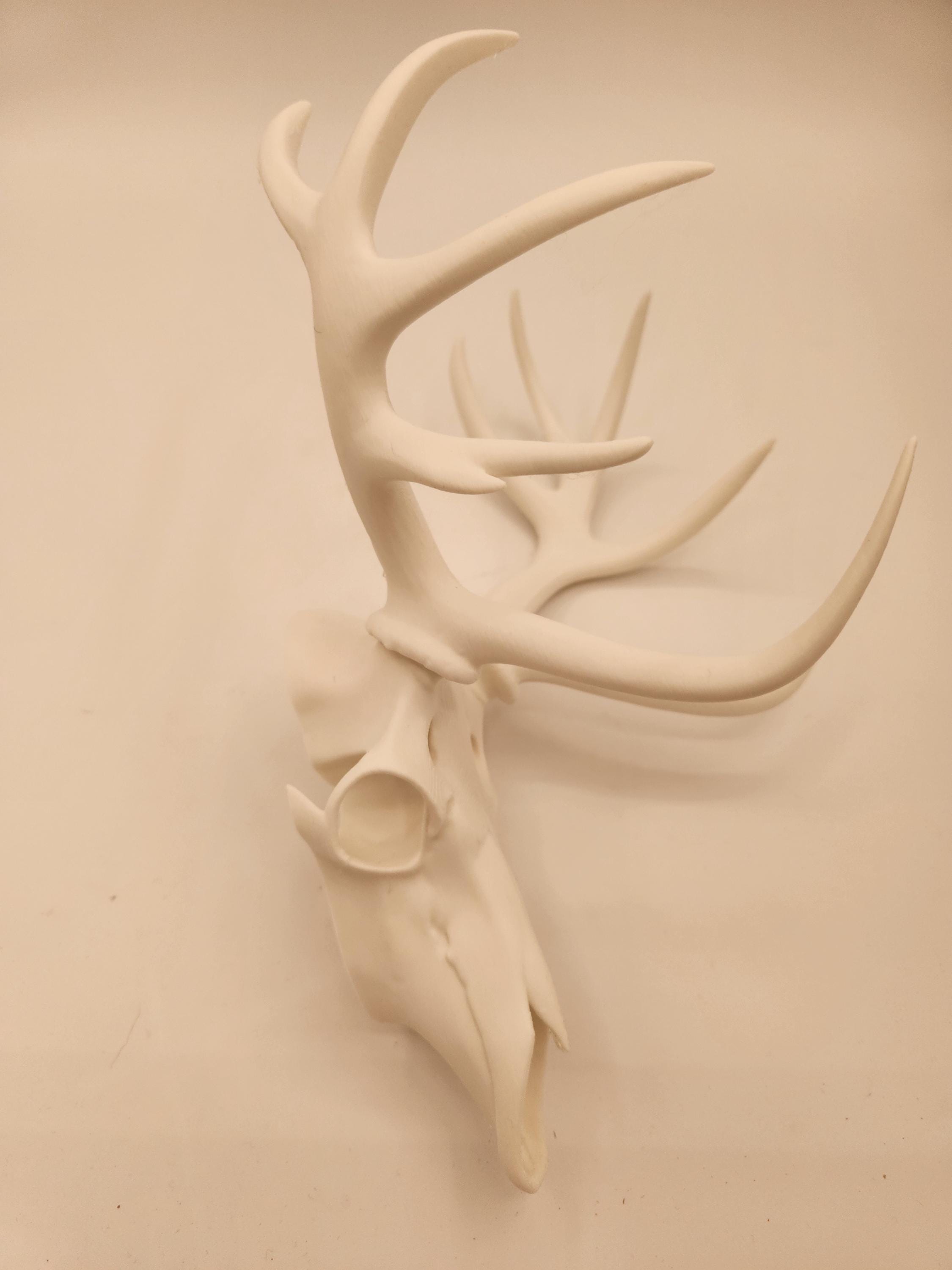 3D printed deer skulls